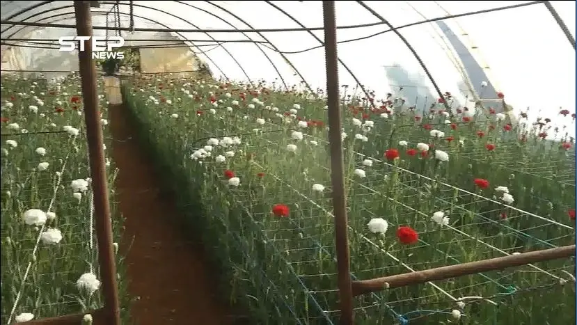 مشاتل الورود في إدلب مستمرة رغم التحديات والصعوبات التي تواجهها: صعوبات