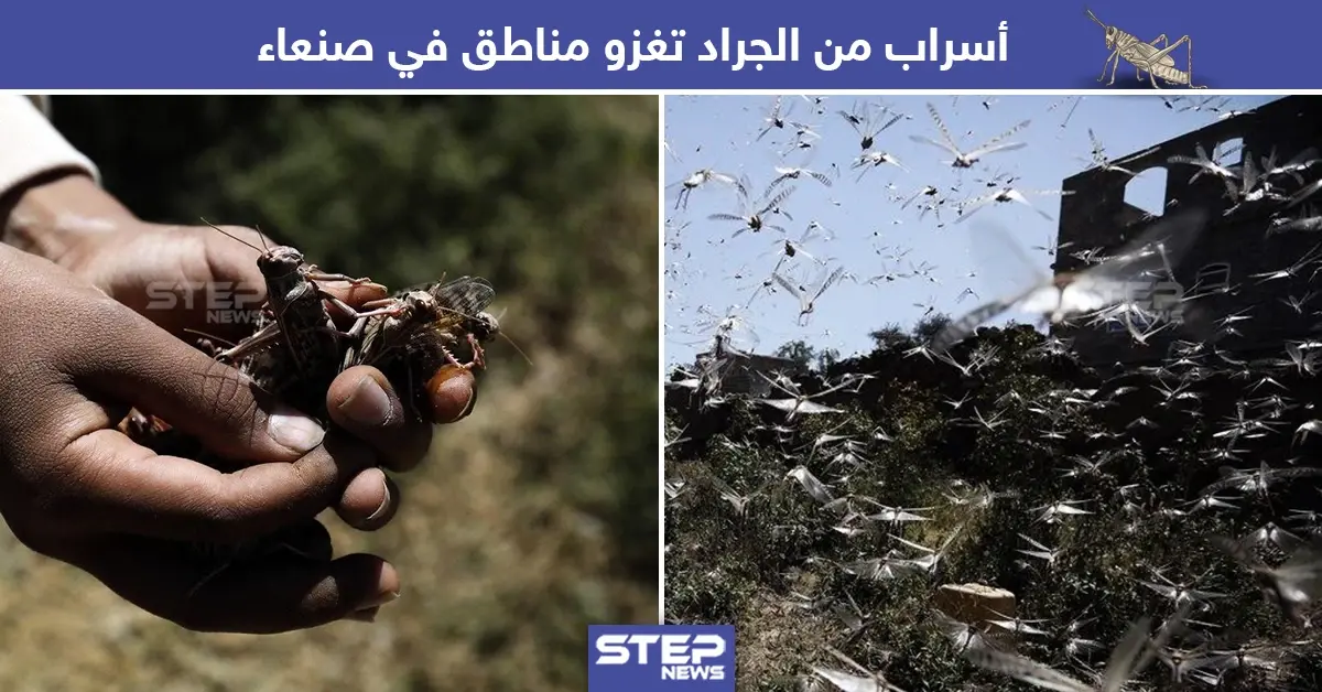 أسراب من الجراد تغزو مناطق صنعاء في اليمن: صنعاء