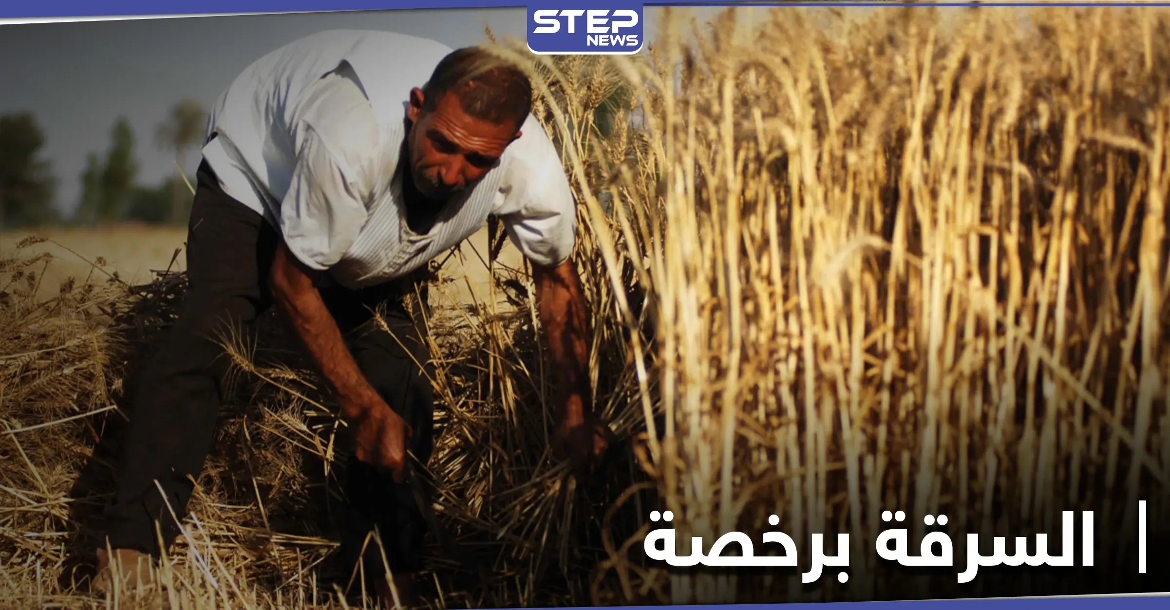 خاص|| مناقصة للاستيلاء على محاصيل الزيتون بـ ريف حماة الشمالي .. ومصادر تكشف التفاصيل: اللجنة الأمنية