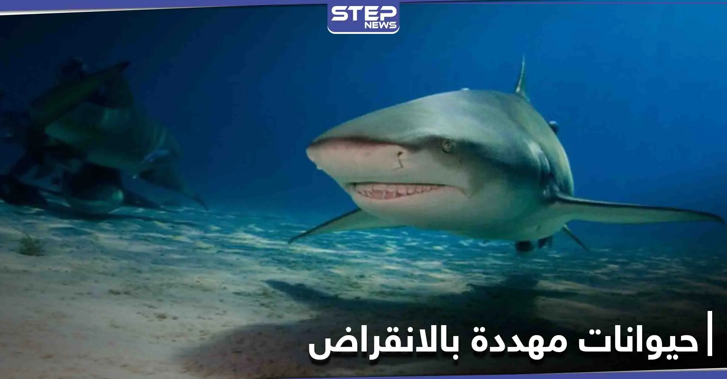 أسماك قرش الحوت المهدد بالانقراض تفاجئ العلماء بسرعة شفائها من الإصابات ودراسة تكشف السبب: الأسماك