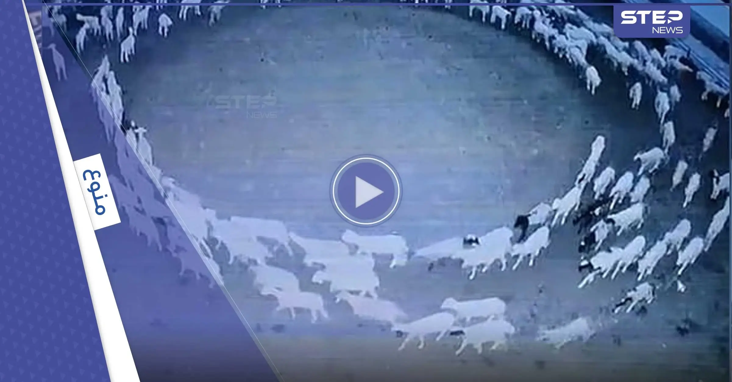 صحيفة: ظاهرة محيرة في الصين.. أغنام تسير بحلقة دائرية لــ12 يوماً متواصلة: عالم الحيوانات