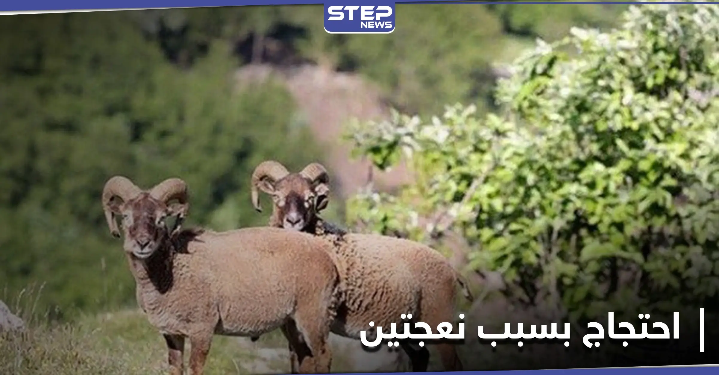 خاص|| نعجتان ودجاجتان تسببان احتجاجاً لدى زوجات قتلى الميليشيات الإيرانية بـ ديرالزور.. ما قصة العطية؟: مظاهرة