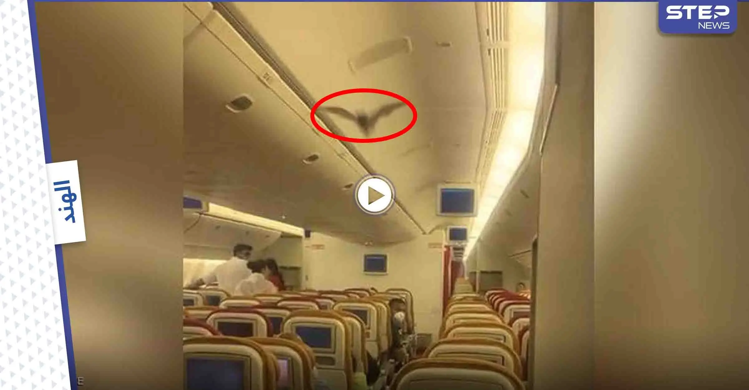 شاهد بالفيديو|| ردة فعل ركاب طائرة  بعد هجوم مفاجئ لخفاش على المسافرين وهذا مافعله قائد الطائرة: طائرة