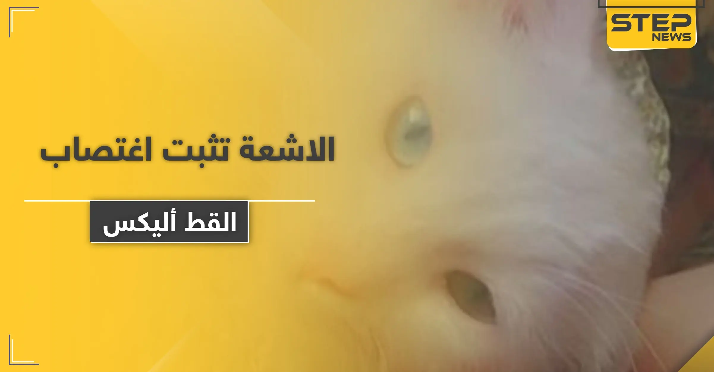 الأشعة تثبت اغتصاب "القط أليكس".. ومسن يلقى حتفه بعد محاولته الاعتداء على حمار: القط أليكس