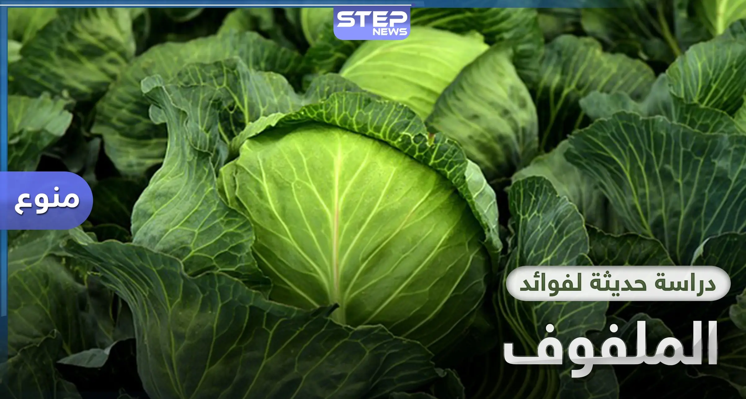 دراسة حديثة.. الملفوف مرتبط بنسبة وفيات أقل بفيروس كورونا المستجد: علاج كورونا