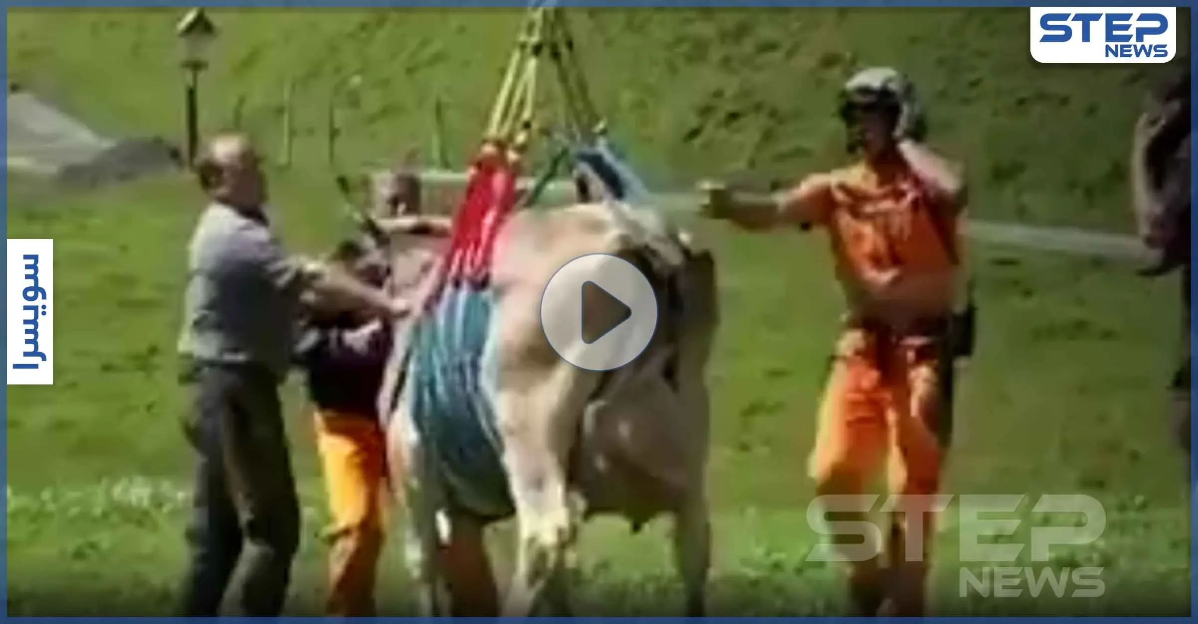 بالفيديو|| مشهد غريب لبقرة معلقة في الهواء بـ سويسرا.. إليك التفاصيل: سويسرا