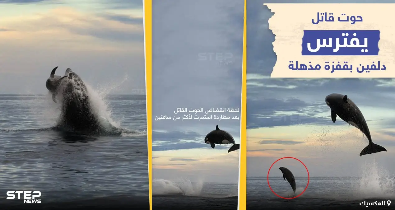 صور التقطها مصور الحياة البحرية "كريستوفر سوان" خلال رحلة استكشافية قبالة ساحل ولاية باها كاليفورنيا المكسيكية: ولاية باها كاليفورنيا