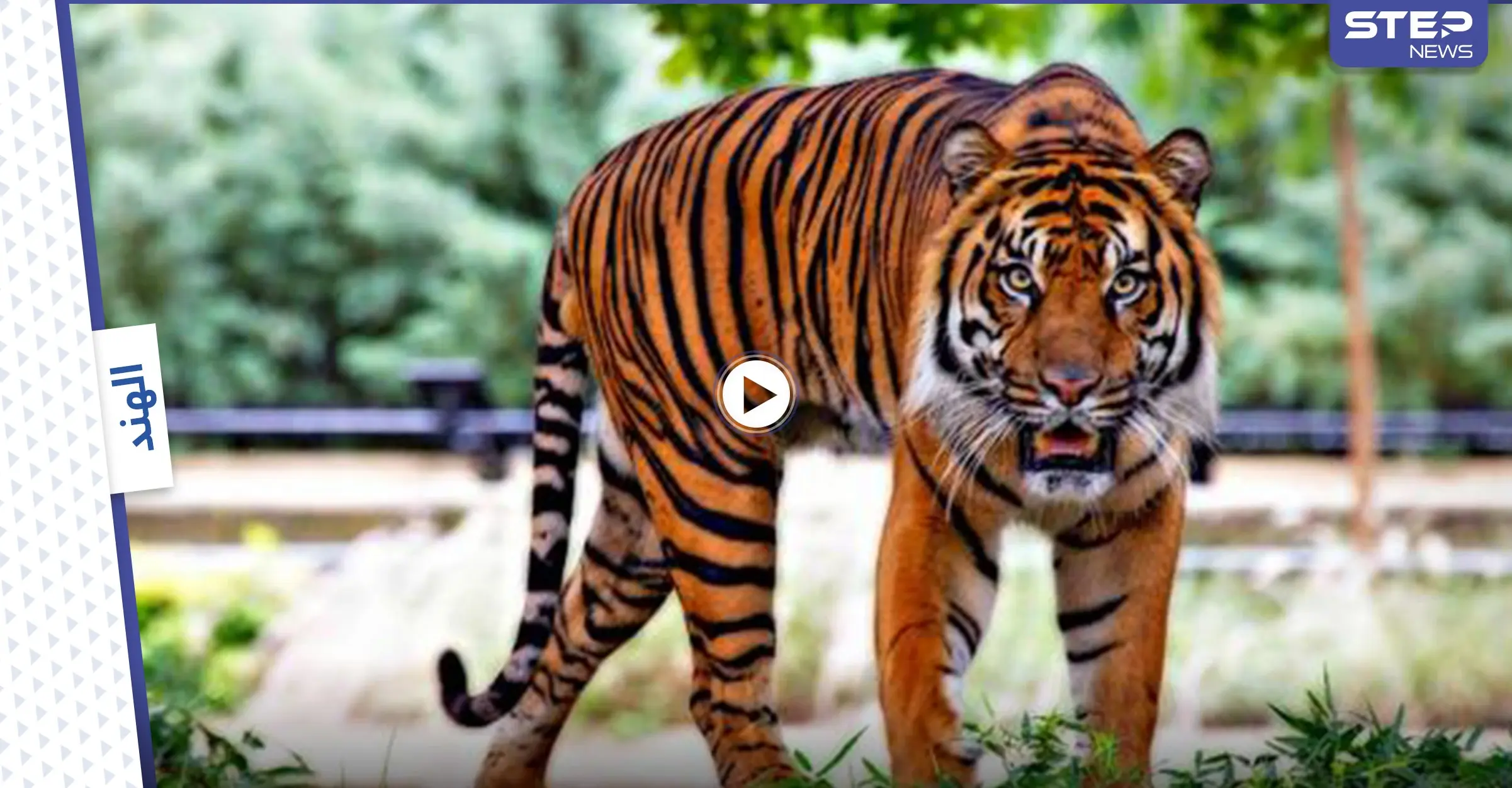 بالفيديو||لحظات مخيفة.. نمر يهاجم امرأة مسنة وتعاركه بالأيدي وعصا المشي إلى أن استجابت عائلتها لصراخها: الهند