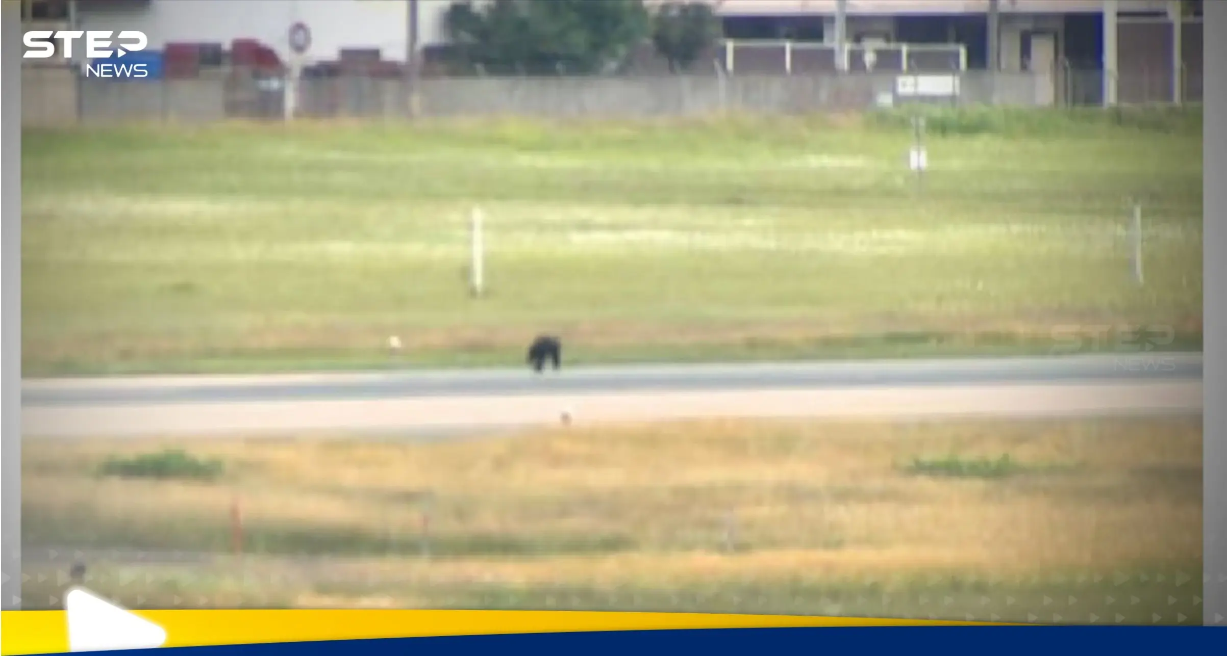 شاهد|| ظهور "زائر غير متوقع" بشكل مفاجئ يعطل مطار ياباني.. ويوقف الرحلات الجوية فيه: اليابان