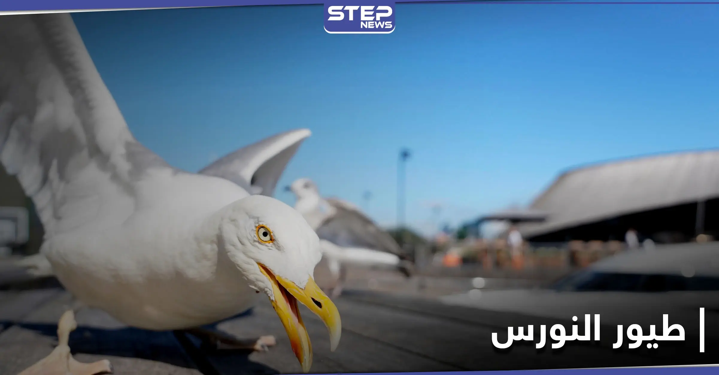 طيور النورس في البحرين تعجز عن الطيران لهذا السبب: البحر