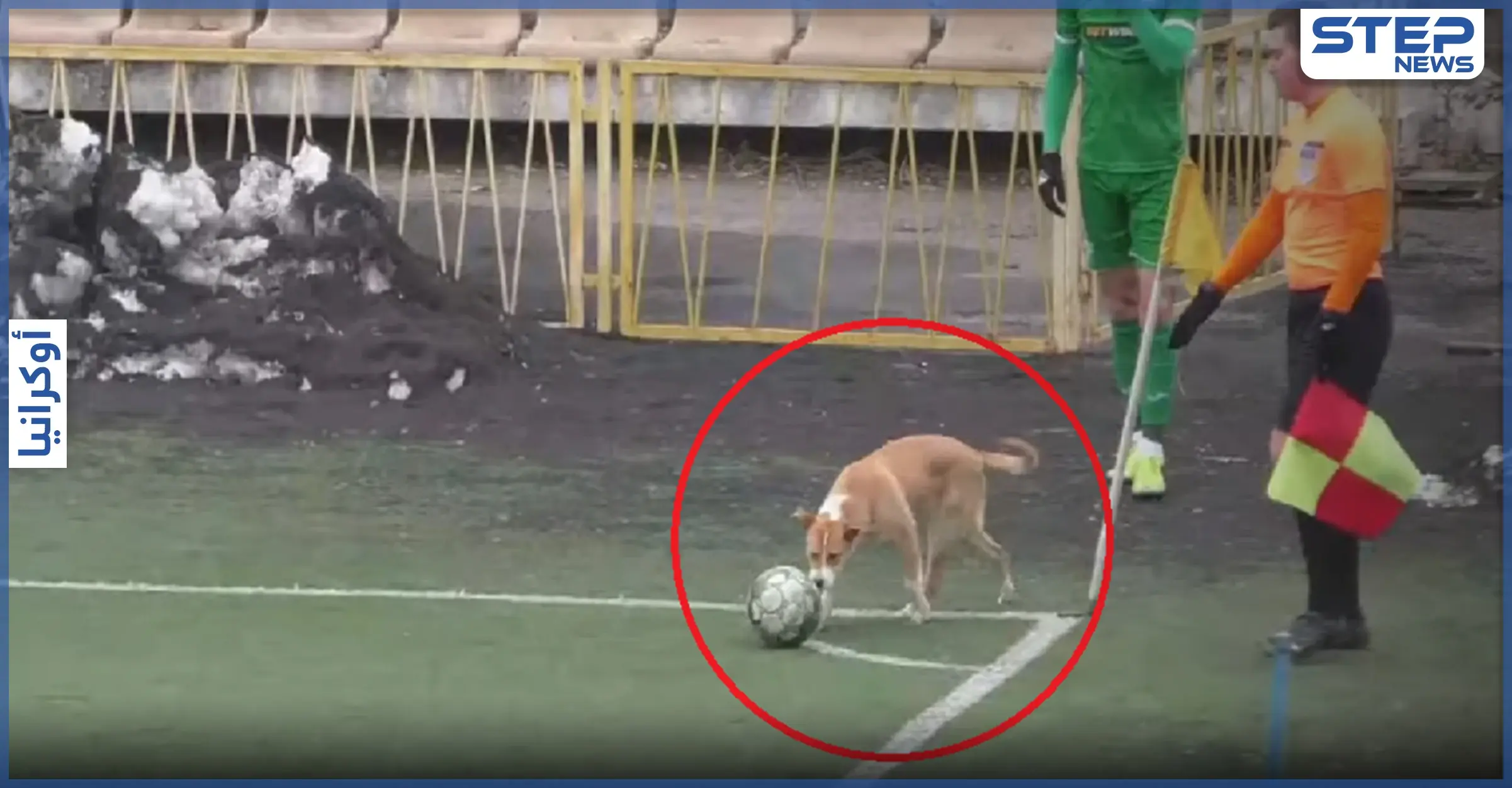 كلب يقتحم الملعب ويوقف مباراة في الدوري الأوكراني ( فيديو): كلب