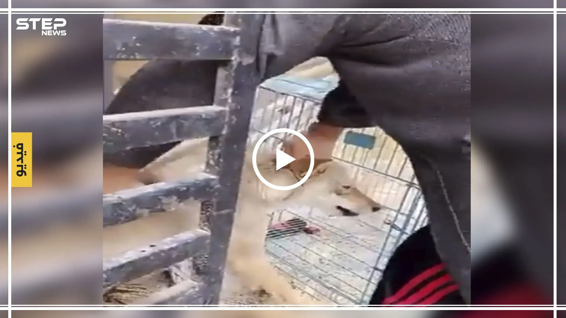 بالفيديو|| ذئب يهاجم مربيه السعودي.. والأخير ينجو بشكلٍ مبهر وبأعصابٍ باردة!: الدم