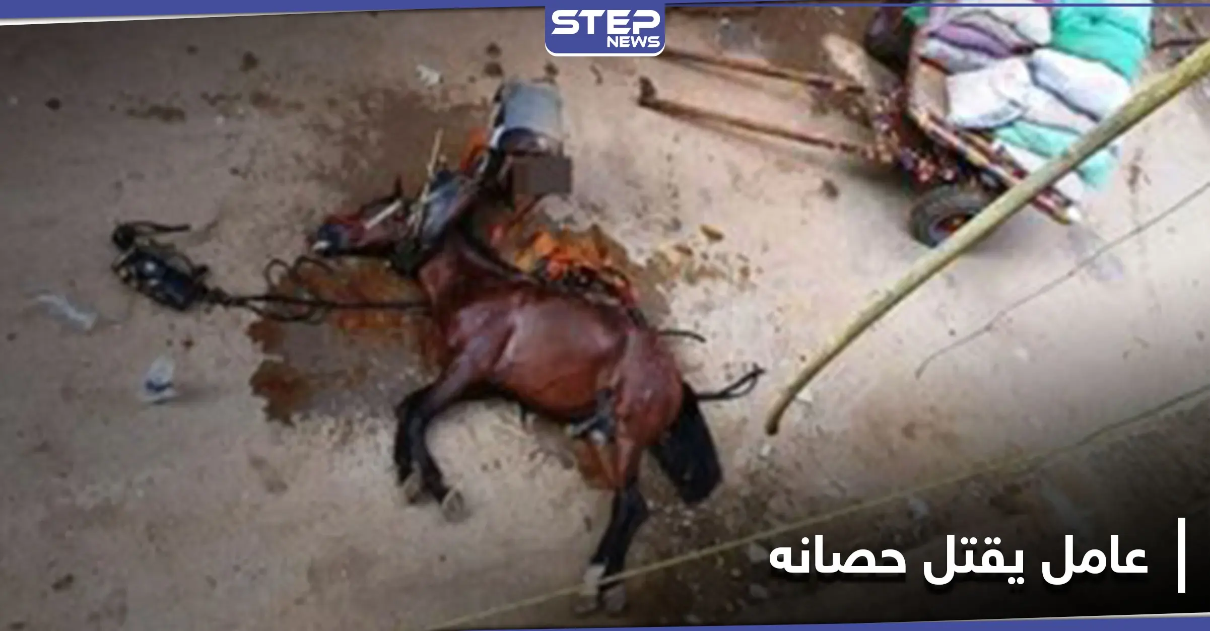 شاهد || مصري يقتل حصانه بـ"مطرقة" في القاهرة: حصان