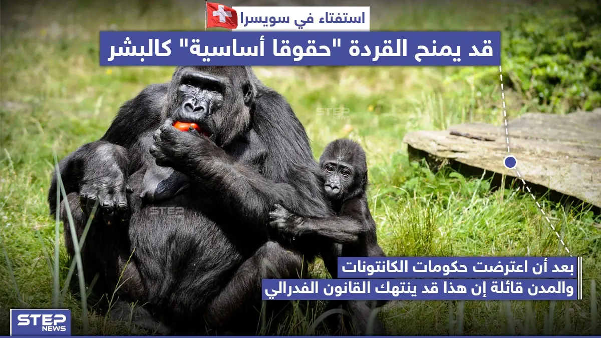استفتاء في سويسرا يَمنح القردة "حقوقاً أساسية" كالبشر: سويسرا