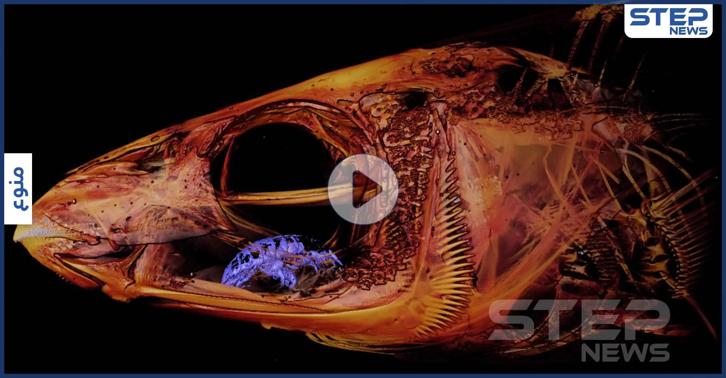 بالفيديو والصور|| العلماء مذهولون من حيوان "مصاص الدماء" يبتلع اللسان ويحل محله: الحيوانات