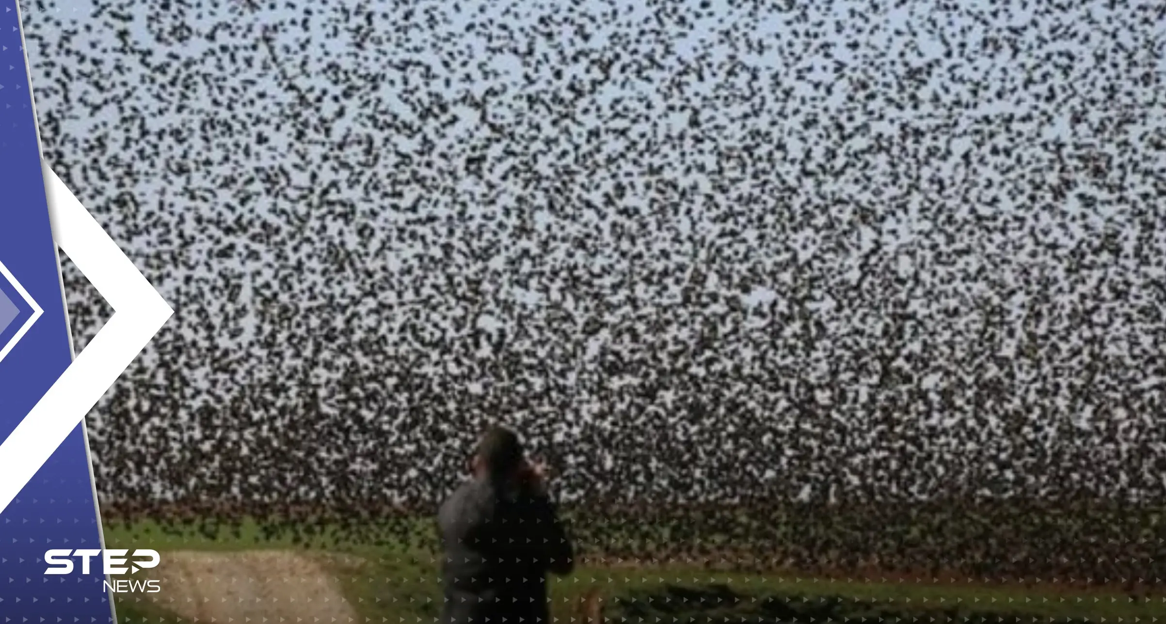 بالفيديو|| "إنذار لكارثة".. أسراب من الطيور تدخل مدينة بالمكسيك في ظاهرة "نادرة": ظاهرة نادرة