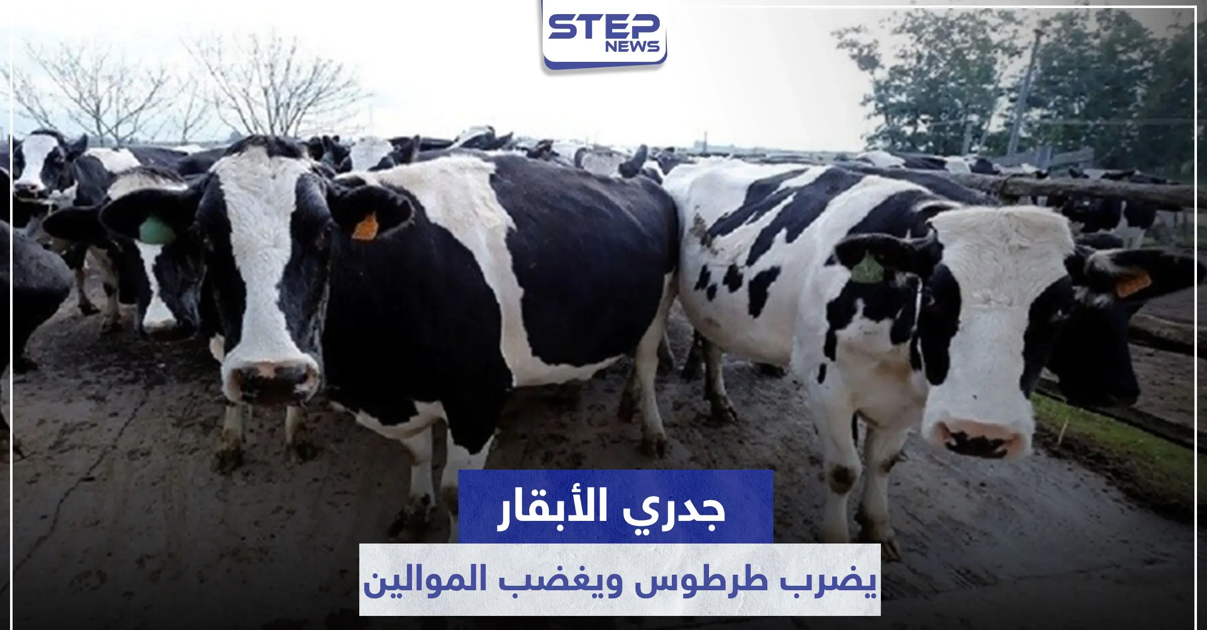 شاهد|| جدري الأبقار يضرب طرطوس.. وتعويضات لا تعادل ثمن كيلو لحم تثير غضب الموالين: محافظة طرطوس