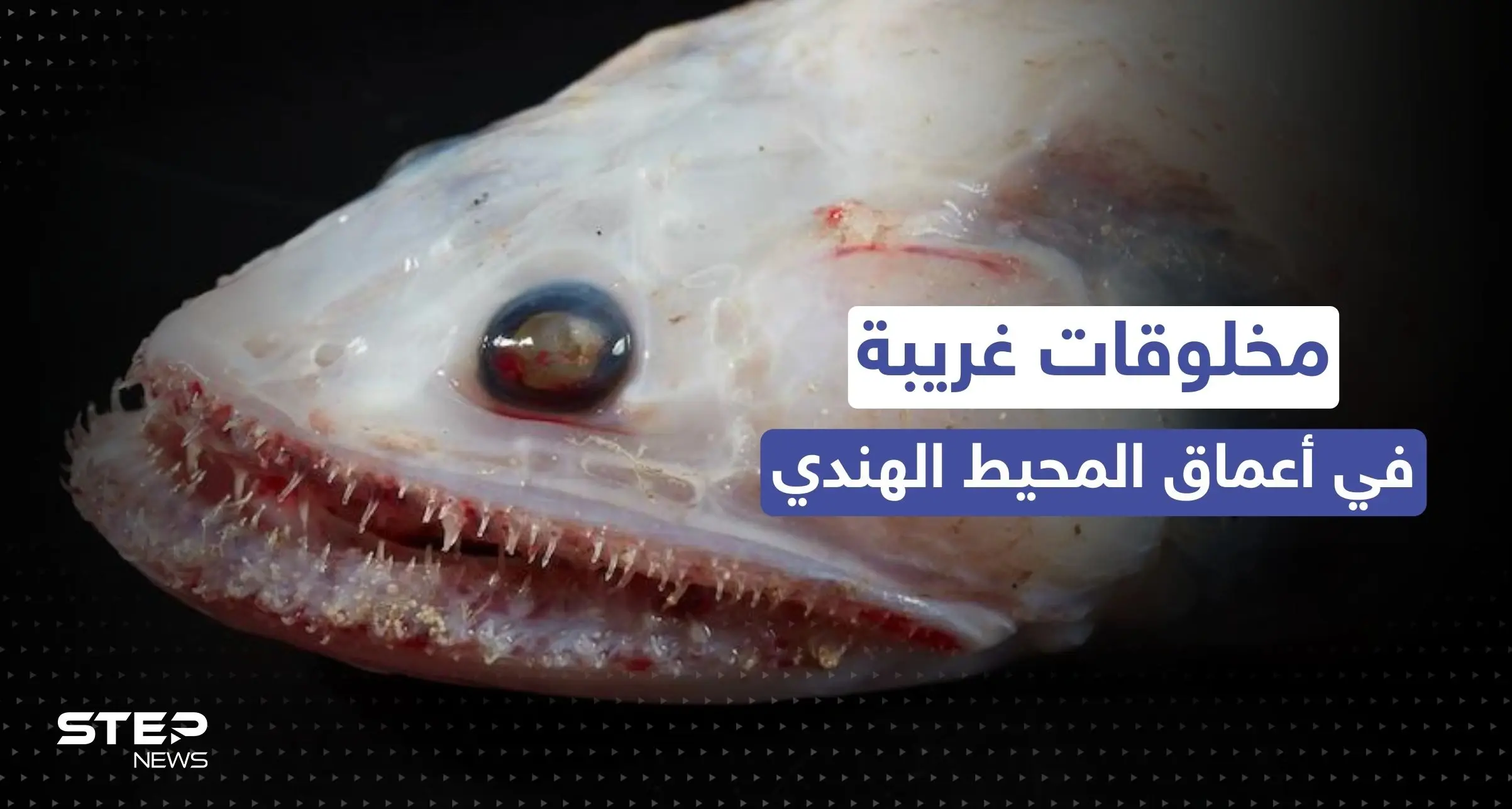 مخلوقات غريبة قرب براكين في أعماق المحيط الهندي.. اكتشاف مذهل في عالم البحار: الصور