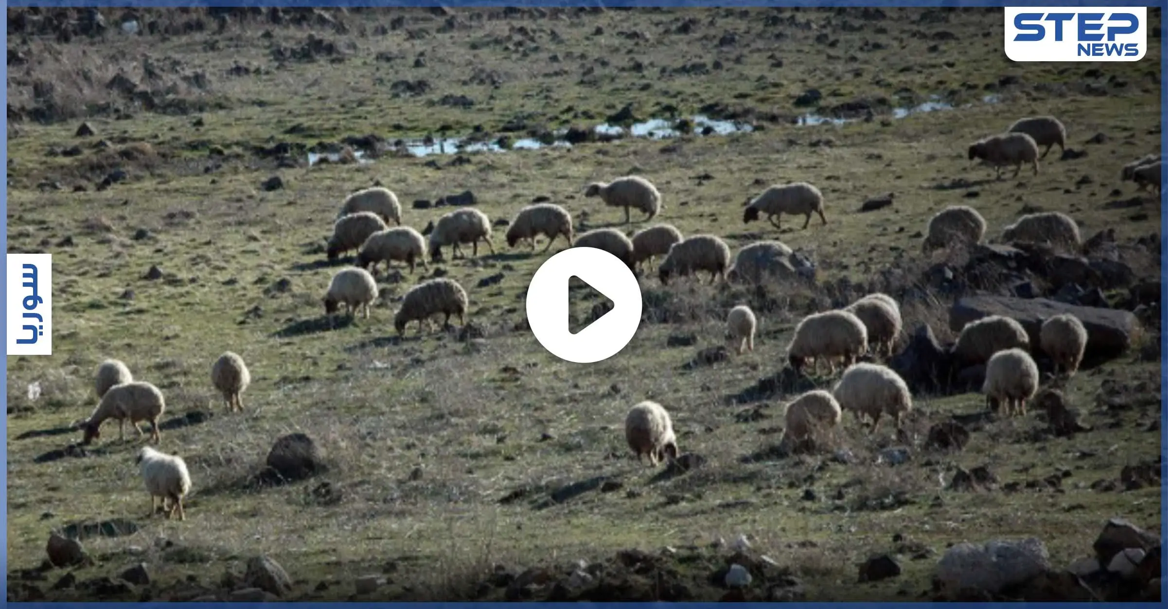 الثروة الحيوانية بمناطق "قسد" بخطر.. وسط فقدان أعدادها وارتفاع أسعار لحومها -فيديو: مناطق قسد
