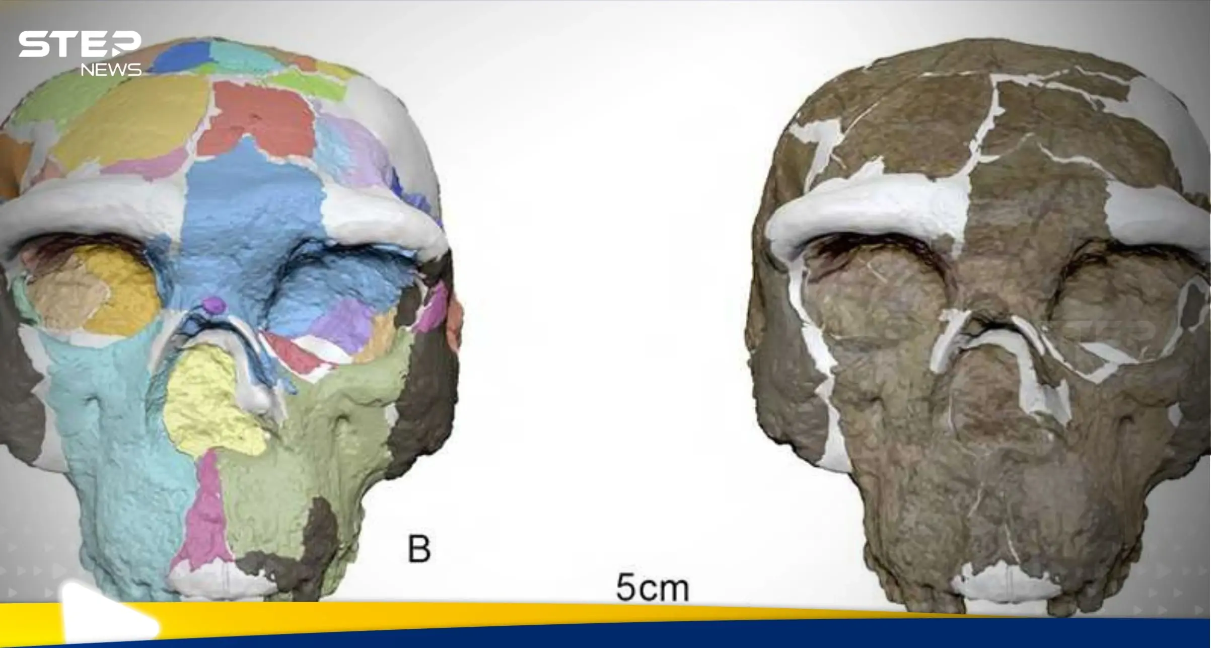 جمجمة عمرها مليون سنة.. مفاجأة تغير نظرتنا لتاريخ الإنسان: جمجمة عمرها مليون سنة
