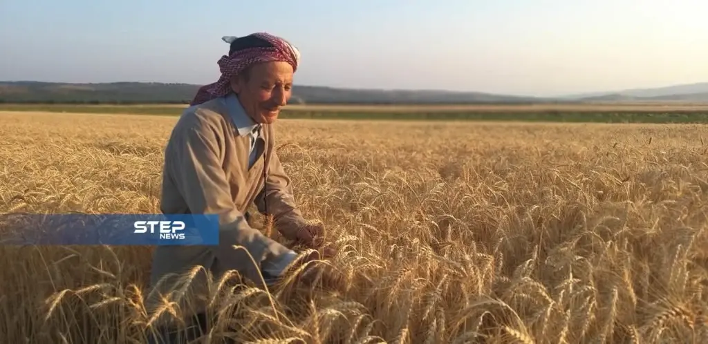 بالصور.. بدء موسم حصاد محصول القمح غرب حلب.. بين ضعف الانتاج وارتفاع التكاليف: حصاد القمح