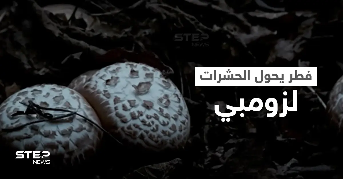 شاهد|| حقيقة مرعبة.. ظاهرة الزومبي مستوحاة من الطبيعة واكتشاف فطر قاتل يهاجم دماغ الحشرات ويحولها إلى زومبي (فيديو): بالفيديو العالم