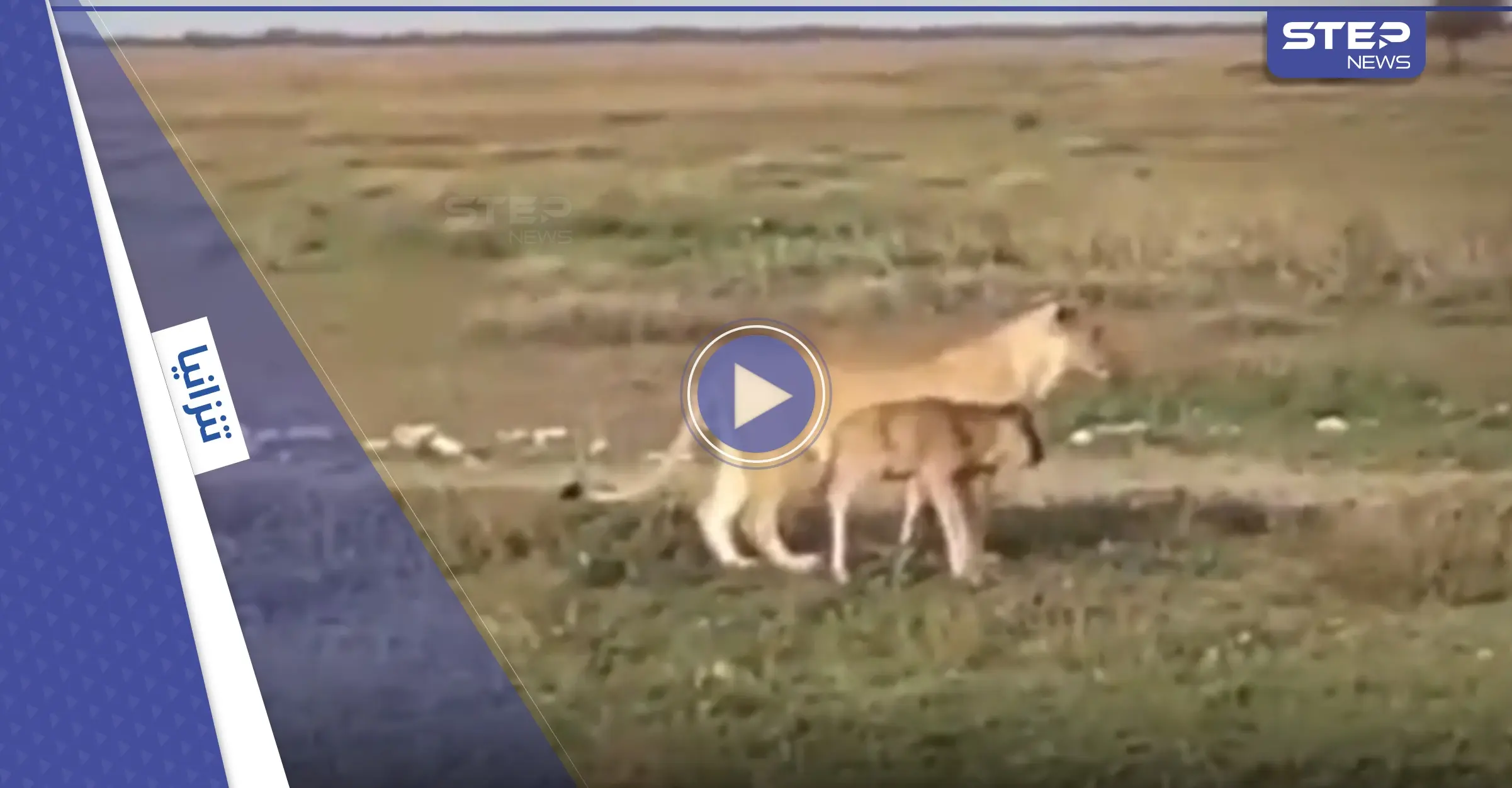 شاهد|| "غريزة الأمومة تنتصر على روح الافتراس".. لبؤة تعيد عجلاً صغيراً إلى قطيعه بحادثة نادرة للغاية (فيديو): لبؤة