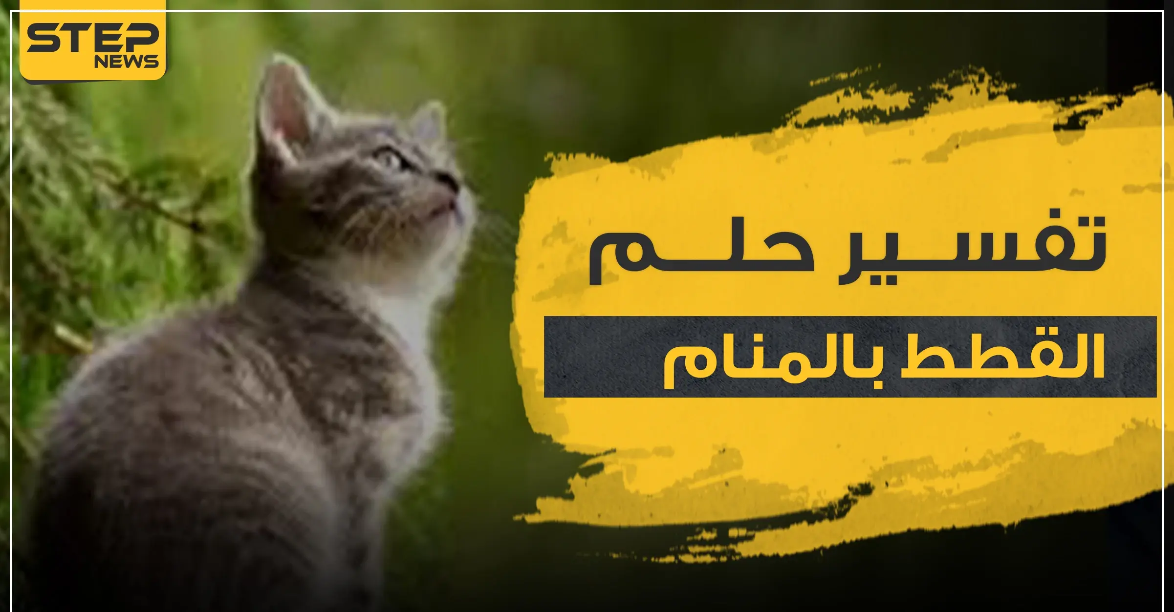 تفسير حلم القطط بالمنام بأكثر من رواية وحسب عدة مواضع: المرأة وتفسير حلم القطاط