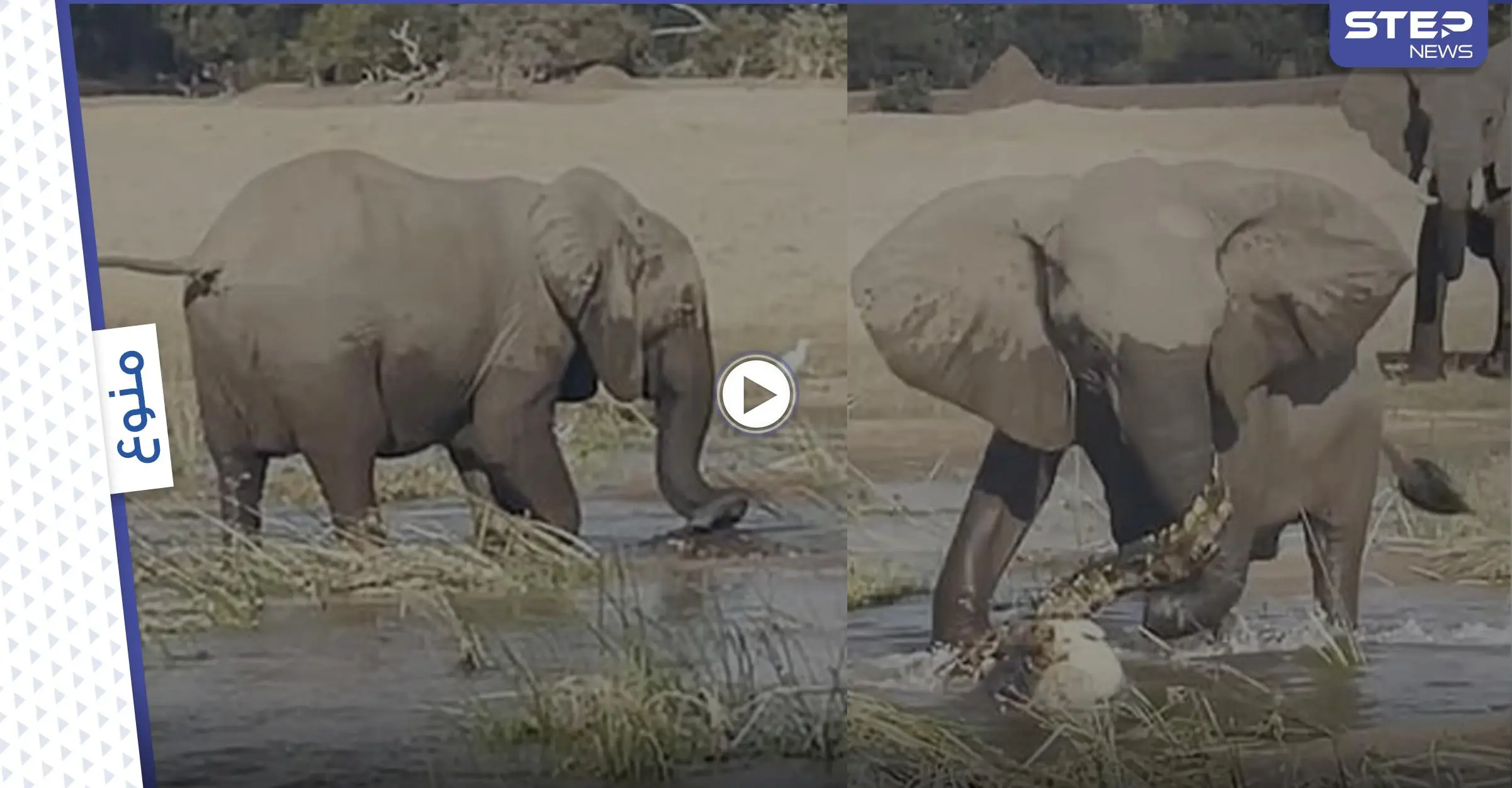 انتهت بموت أحدهما.. معركة درامية حامية بين أنثى فيل وتمساح مفترس حاول التهام صغيرها (فيديو وصور): حيوان مفترس