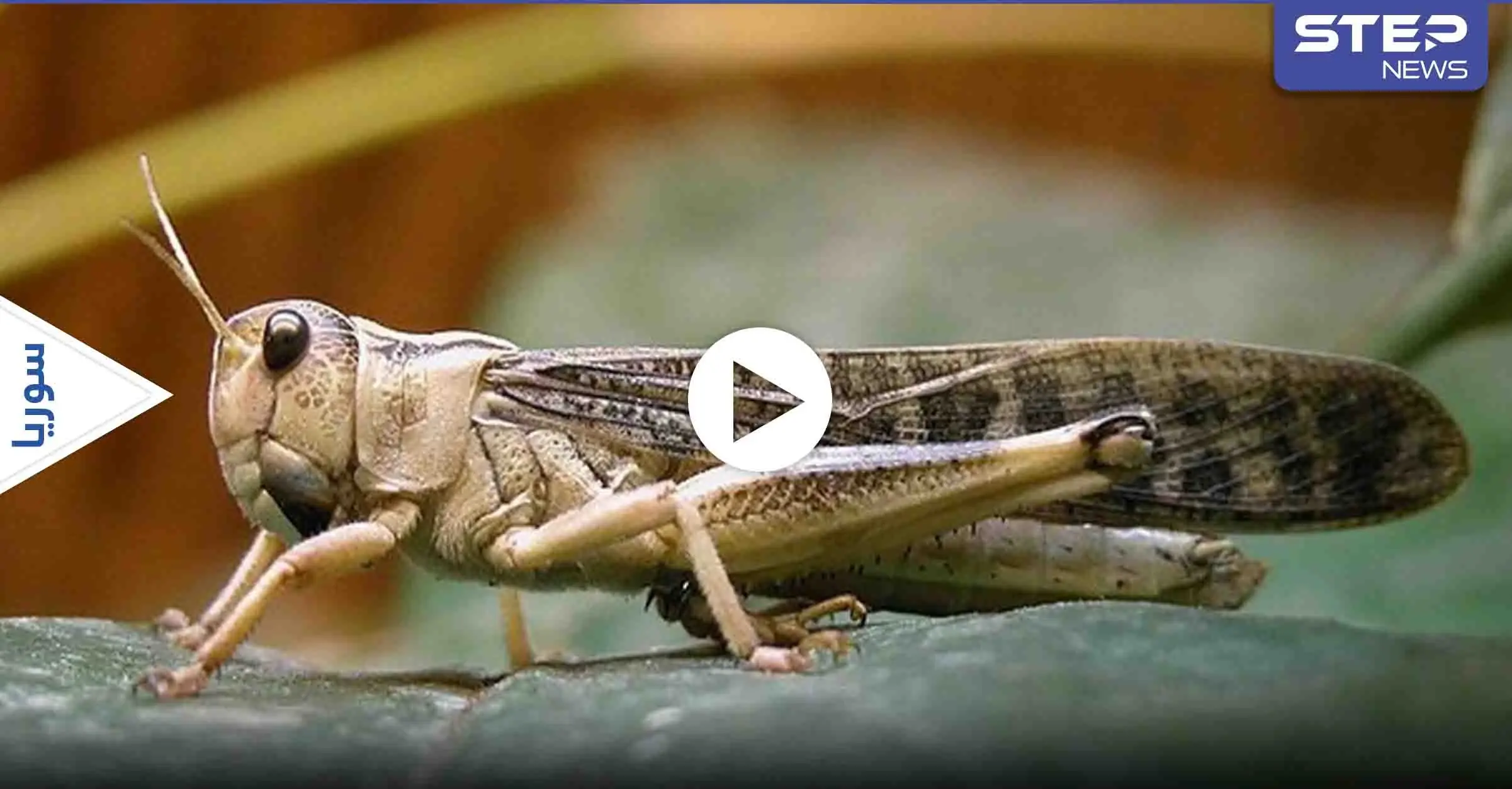 شاهد بالفيديو|| شاب سوري يلتهم طبقاً من الجراد بشراهة ودهشة المتابعين مما فعله: الجراد