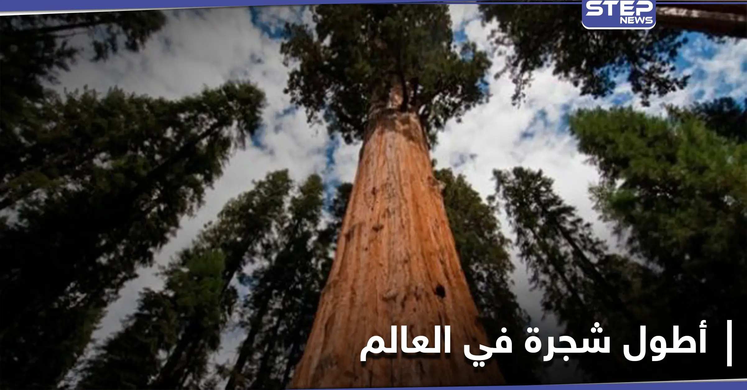 مغامران يكتشفان أطول شجرة في العالم بمحض الصدفة ومصادر تكشف أهميتها: اكتشاف