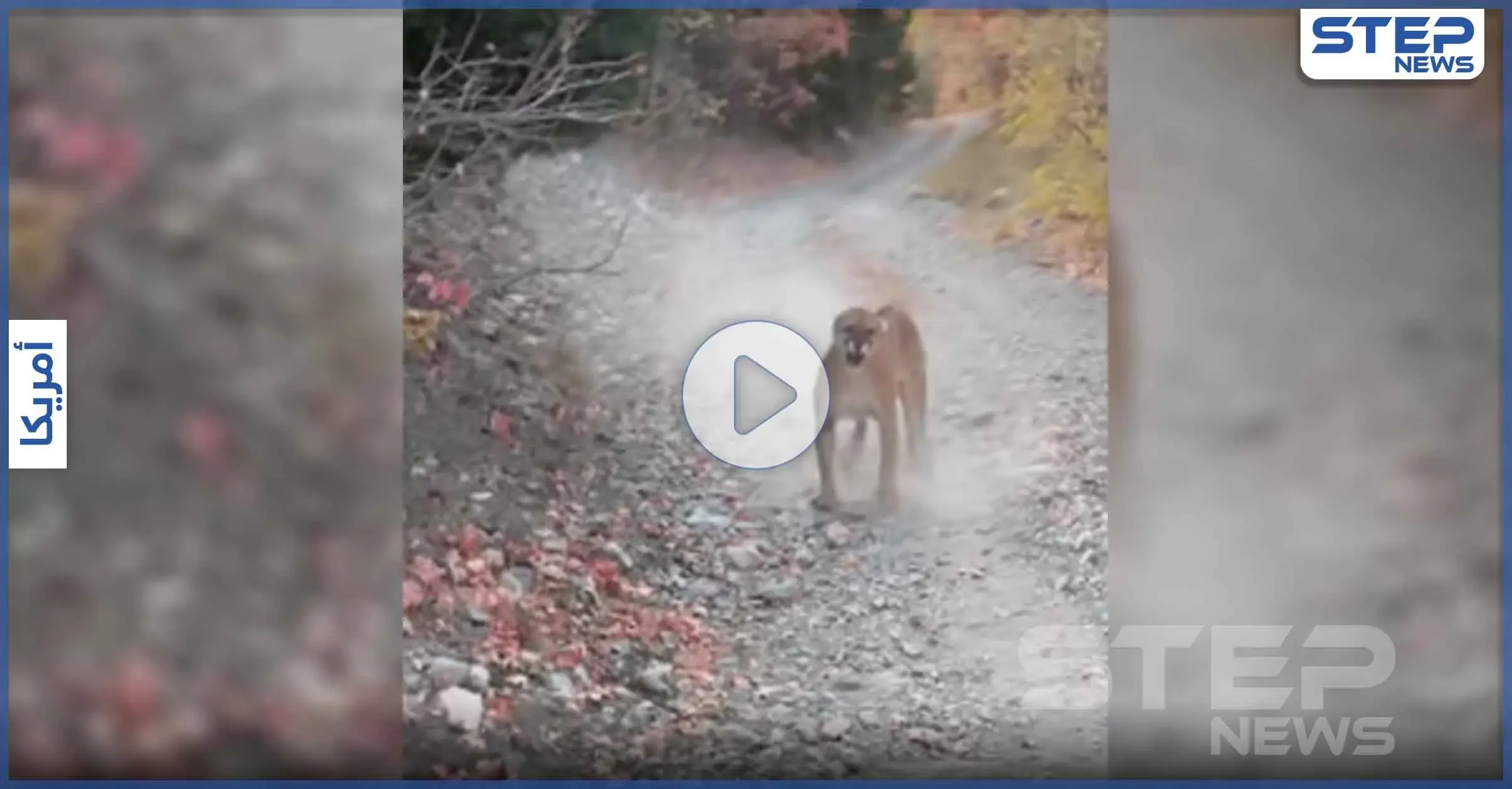 بالفيديو|| 6 دقائق مرعبة مع لبؤة.. رجل يوثق أصعب مطاردة قد يعيشها الإنسان   : برج الأسد