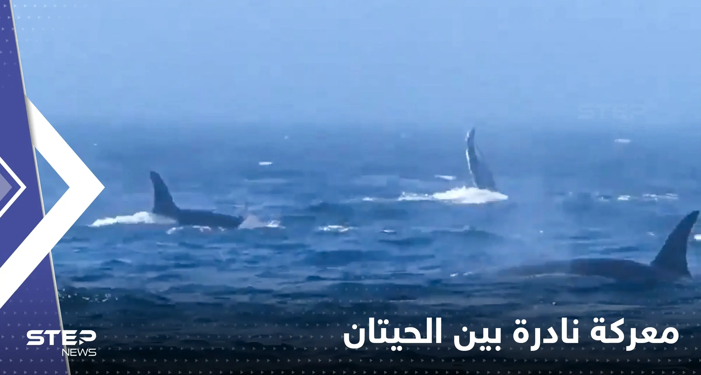 "مشاهد لا تصدق".. معركة نادرة بين نوعين من الحيتان تخللها صفعات وصراخ: نوعين من الحيتان