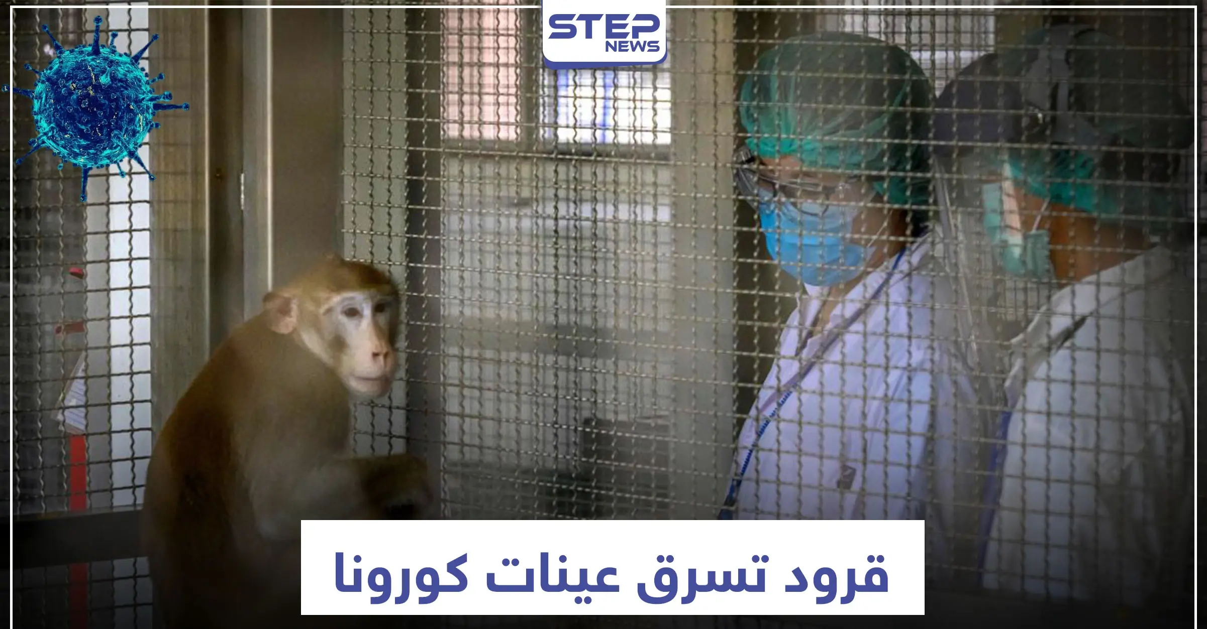 قد تسبب كارثة.. القرود تسرق عينات مصابي كورونا بهذا البلد: الهند