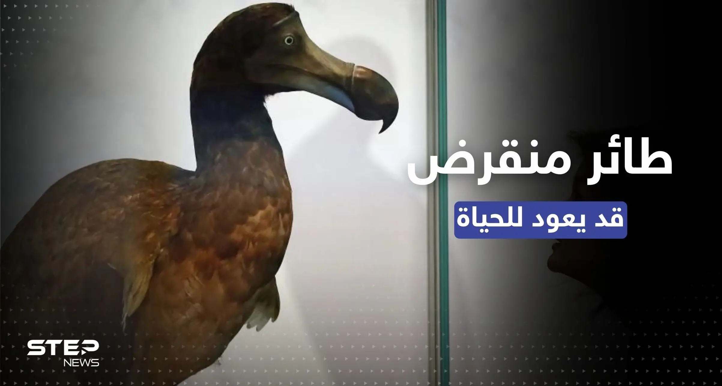 طائر منقرض منذ قرون.. طريقة علمية ثورية قد تُعيده إلى الحياة: جزيرة موريشيوس