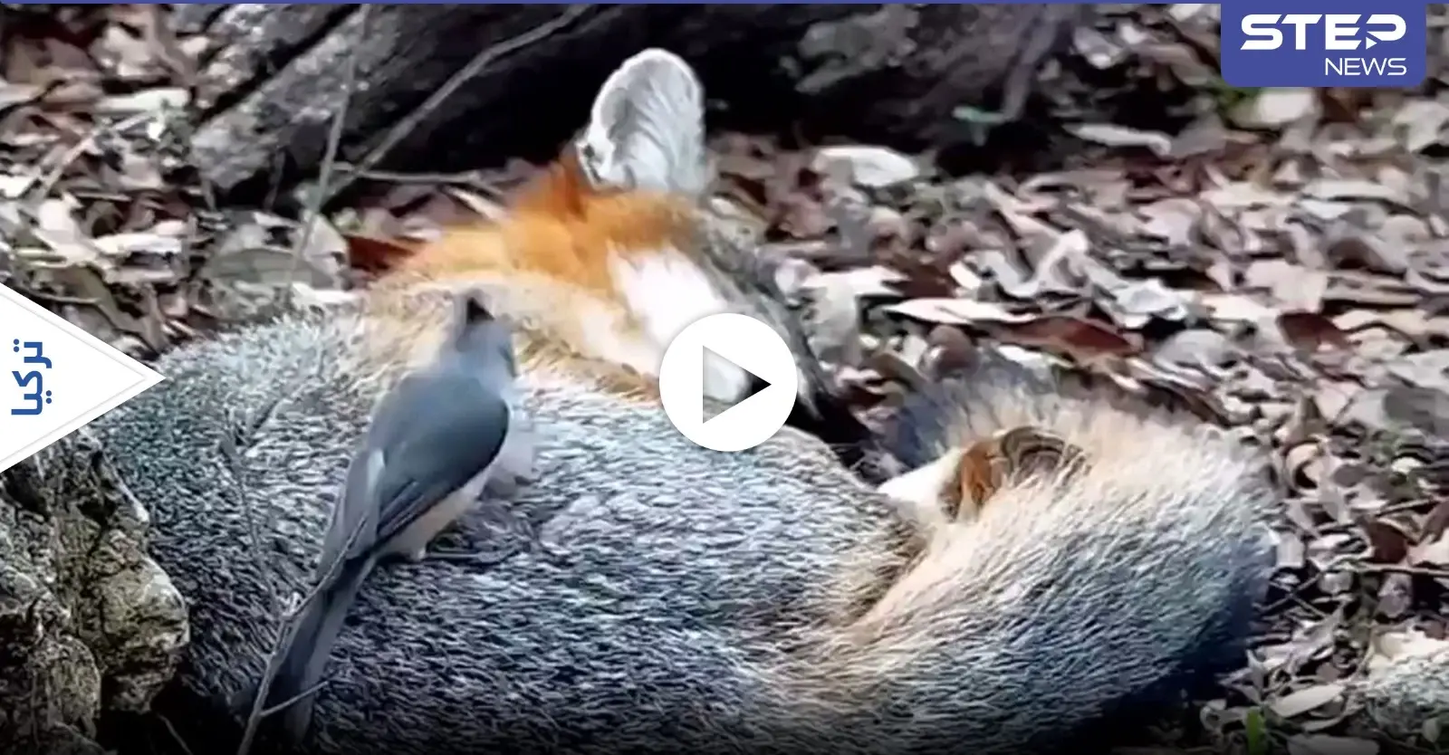 بالفيديو|| طائر عنيد يسرق فرو ثعلب نائم وينقله لتدفئة عشه: حيوان مفترس
