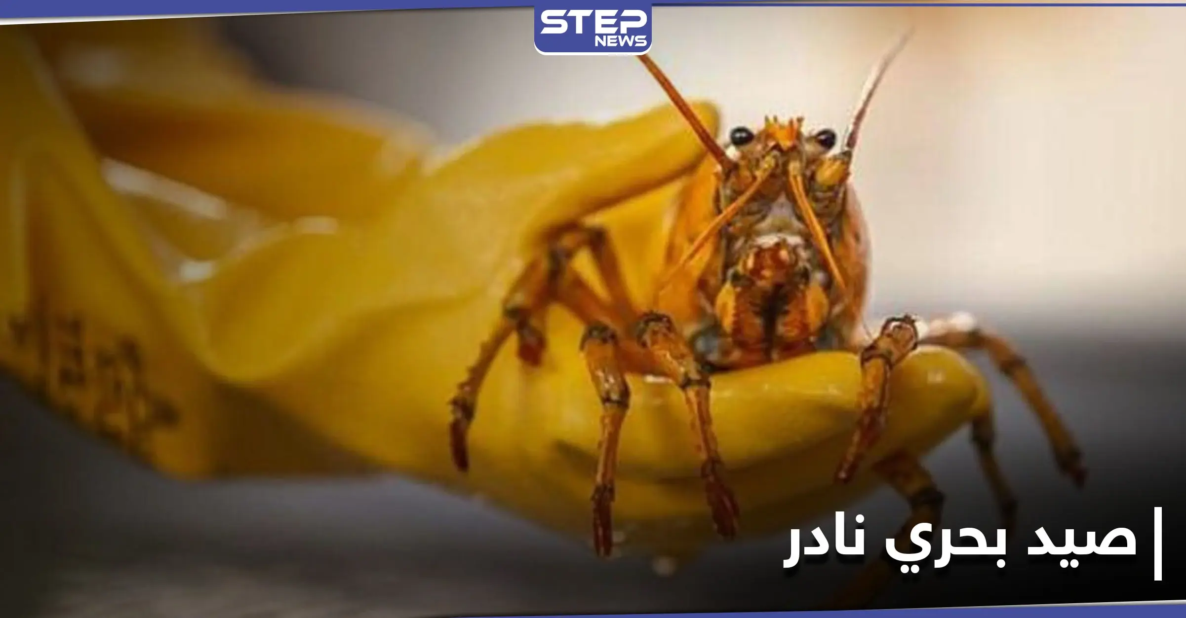 عن طريق الصدفة... صياد أمريكي يحظى بـ كائن بحري نادر بلون "غريب": صياد أمريكي