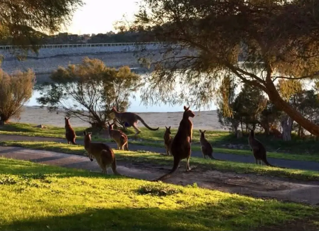أستراليا - عدسة الجمهور - وكالة ستيب نيوز