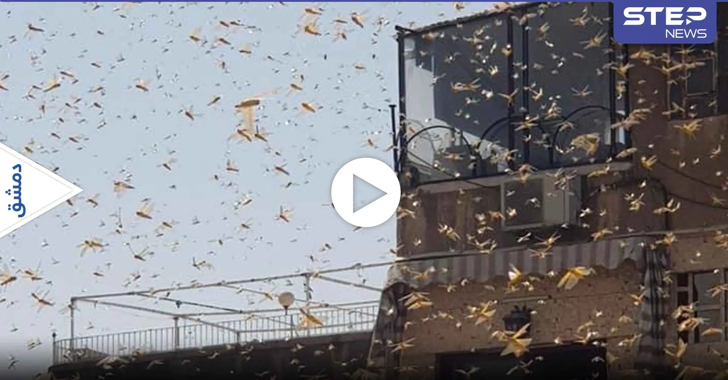 شاهد|| أسراب ضخمة من الجراد تغزو العاصمة دمشق وريفها تثير الرعب والمخاوف: الجراد