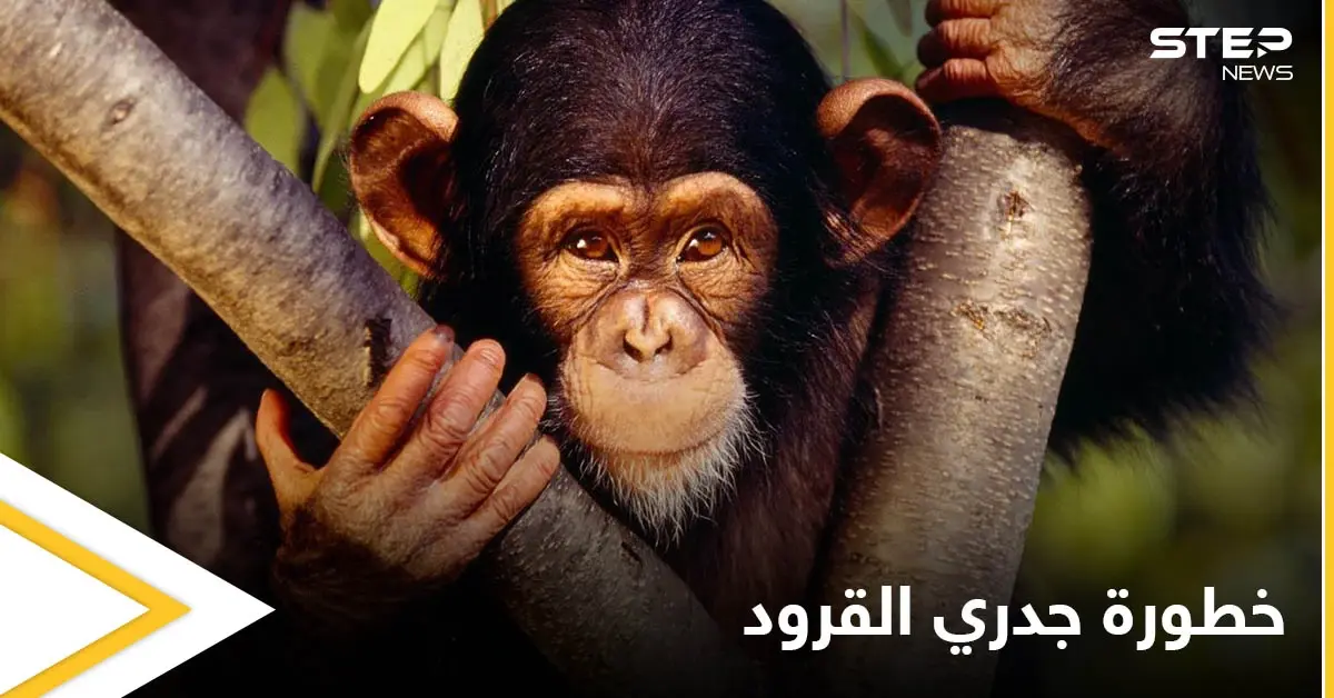 البحث عن 200 شخص في أمريكا خوفاً من إصابتهم بمرض جدري القرود ومصادر تكشف خطورته: جدري القرود