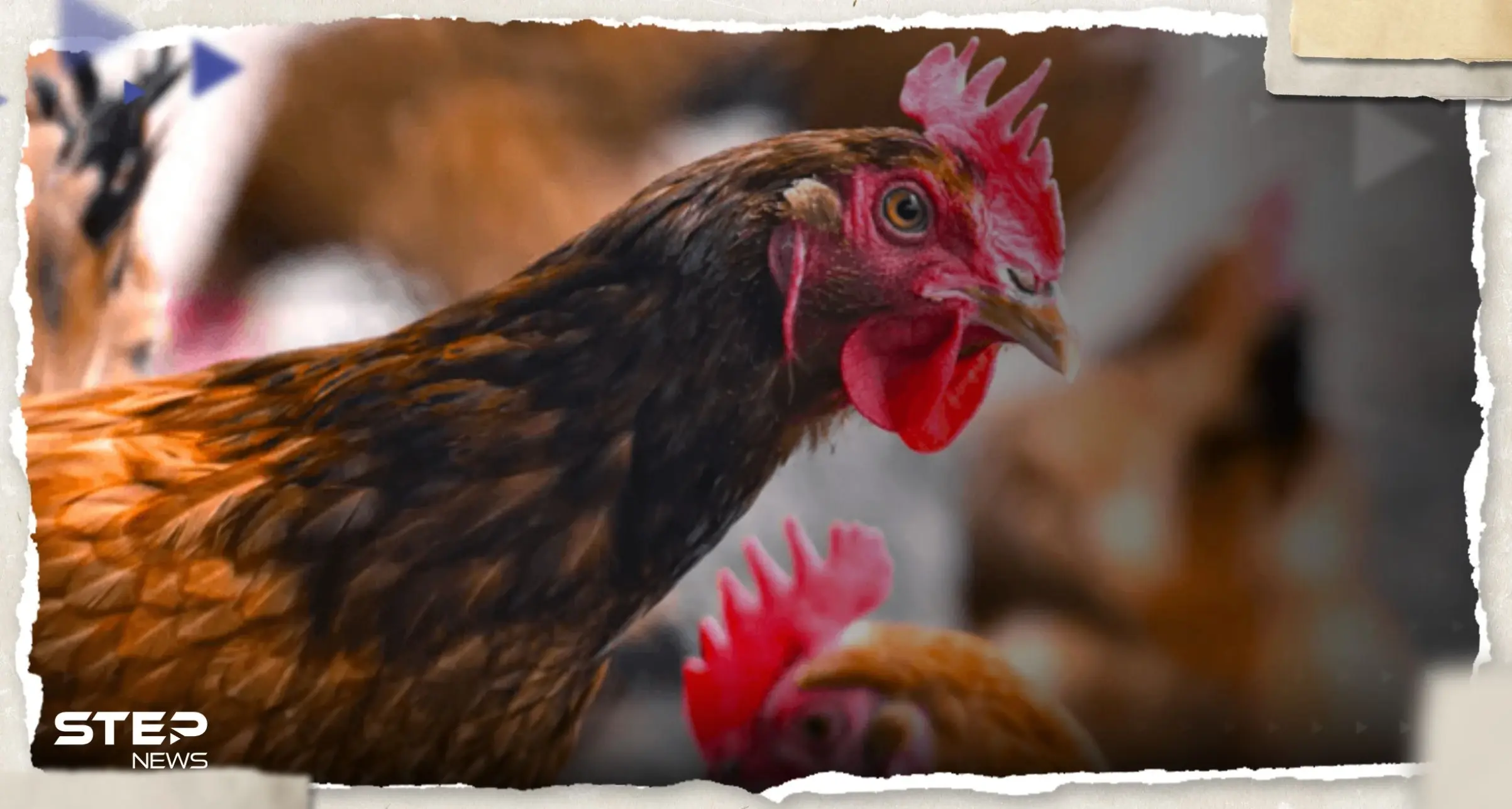 لأول مرة.. رصد انفلونزا الطيور شديدة العدوى في البرازيل: انفلونزا الطيور