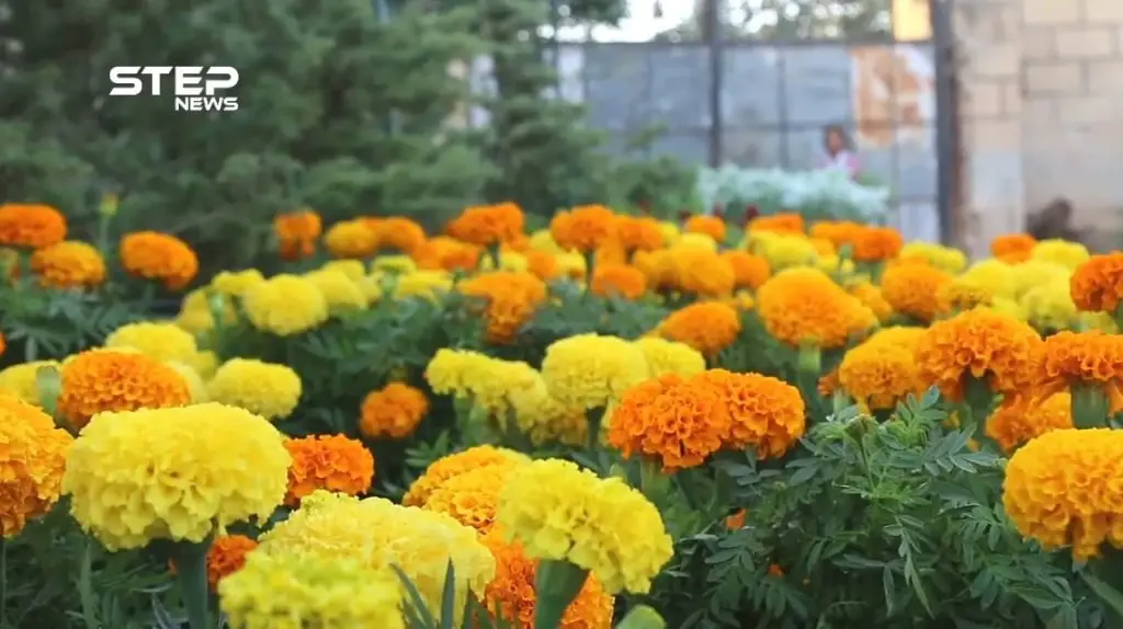 صعوبات تواجه أصحاب المشاتل في تسويق الورود و الأشجار بمدينة الباب في ريف حلب: الباب