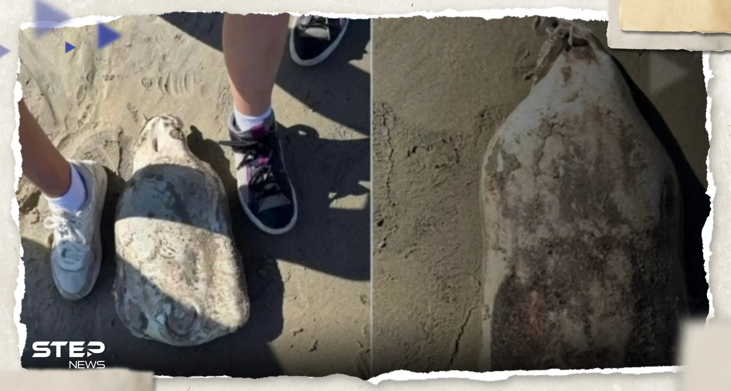 شاهد|| كأنه "فضائي".. زوجان يعثران على "كائن غريب" على شواطئ أستراليا: كائن غريب