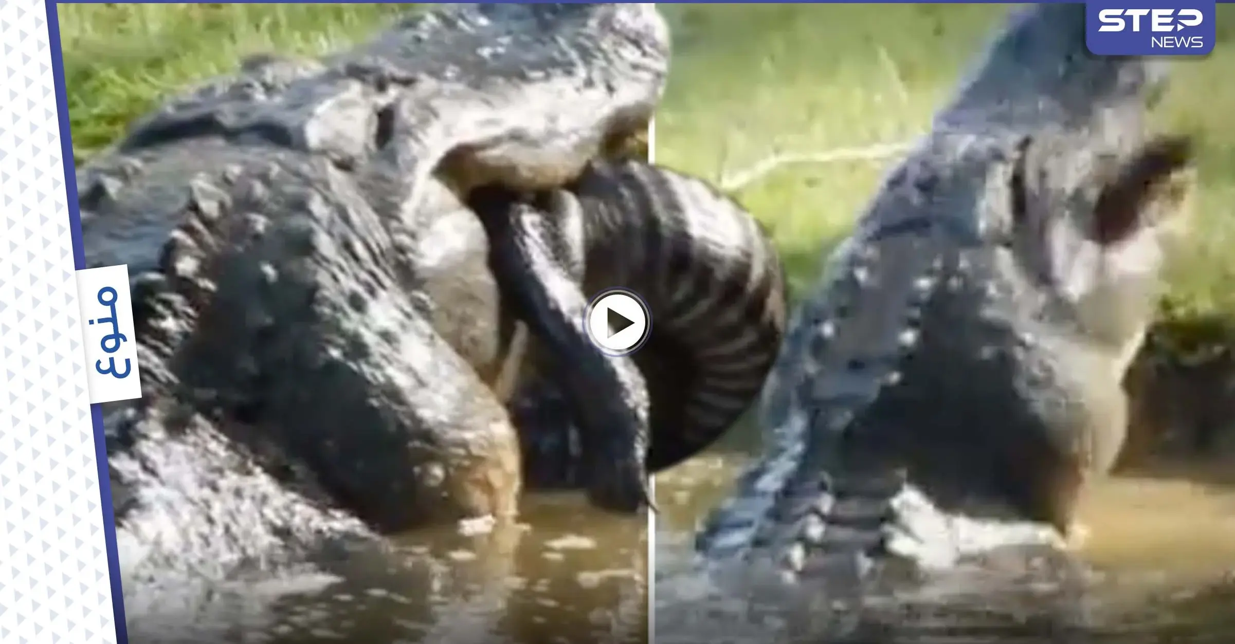 بالفيديو|| عدسة الكاميرا تلتقط لحظة التهام تمساح ضخم "ديناصور" لتمساح آخر وقضمه بقوة: تمساح غريب