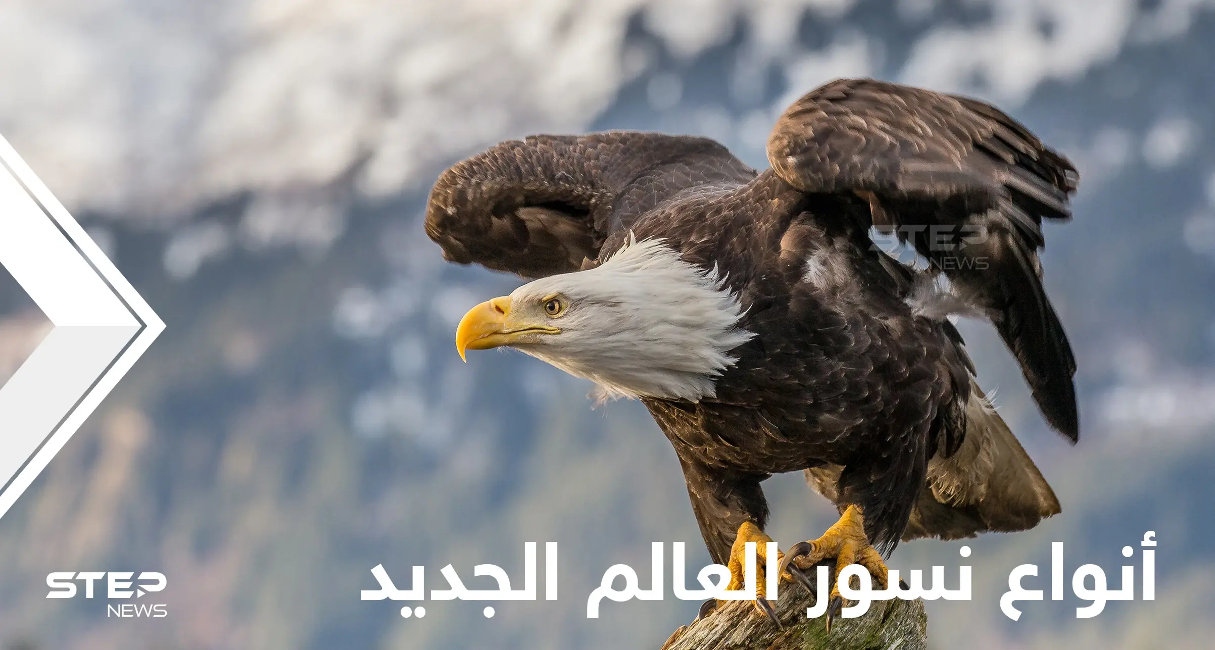 شاهد|| 7 أنواع مدهشة من نسور العالم الجديد بعضها مهدد بالانقراض: النسر الأمريكي