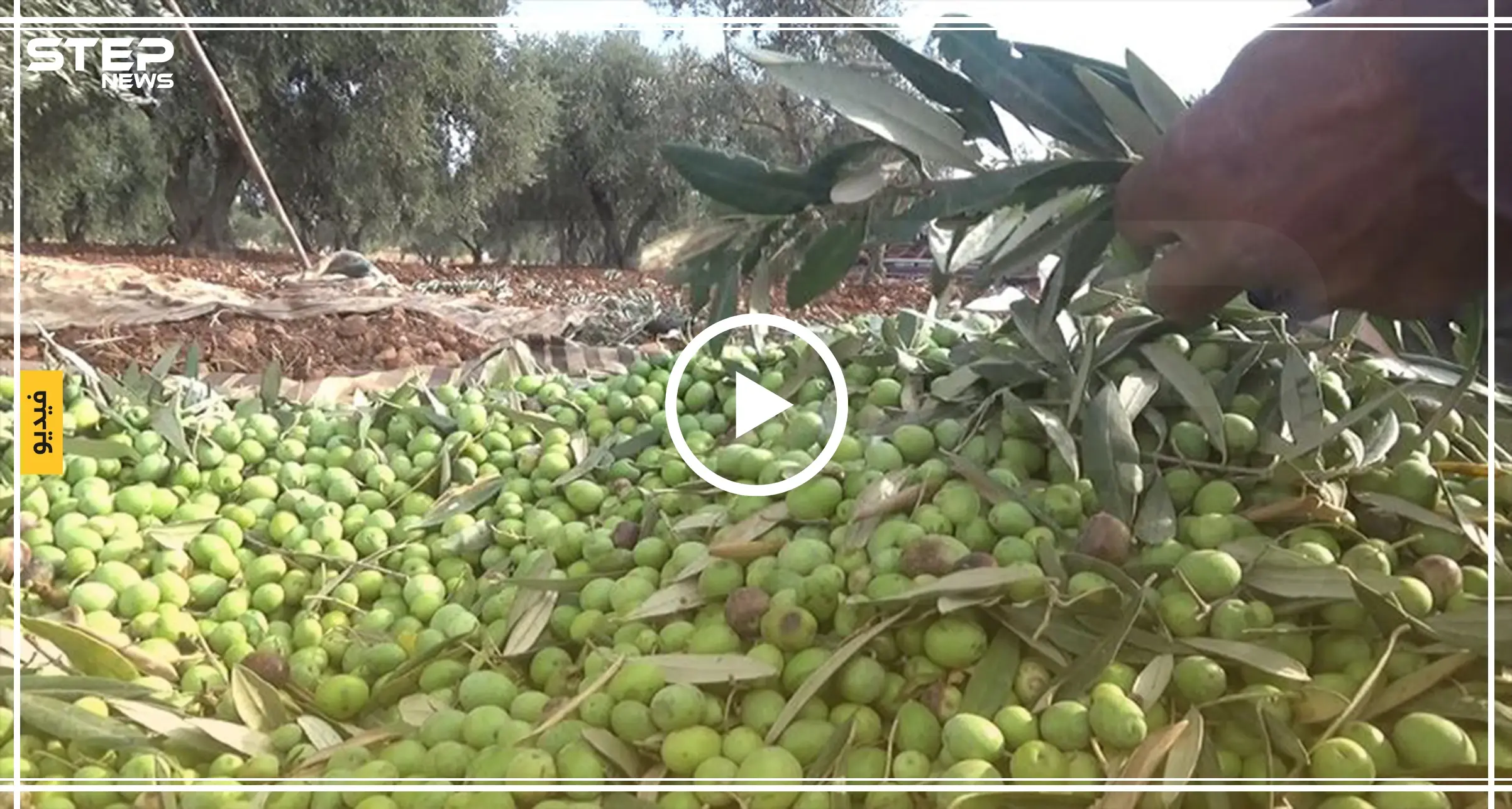 عدسة ستيب ترصد بدء موسم قطاف الزيتون في إدلب وسط صعوبات كبيرة يواجهها المزارعون هذا العام: تقرير مصور
