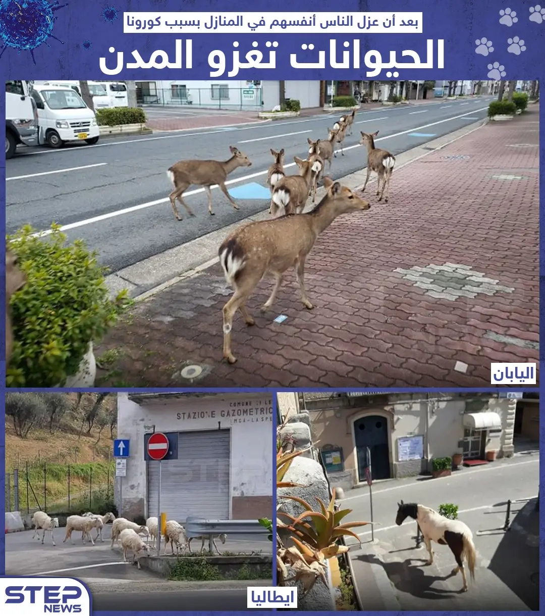 الحيوانات تغزو المدن بعد عزل الناس أنفسهم بالمنازل إثر جائحة كورونا: حجر صحي