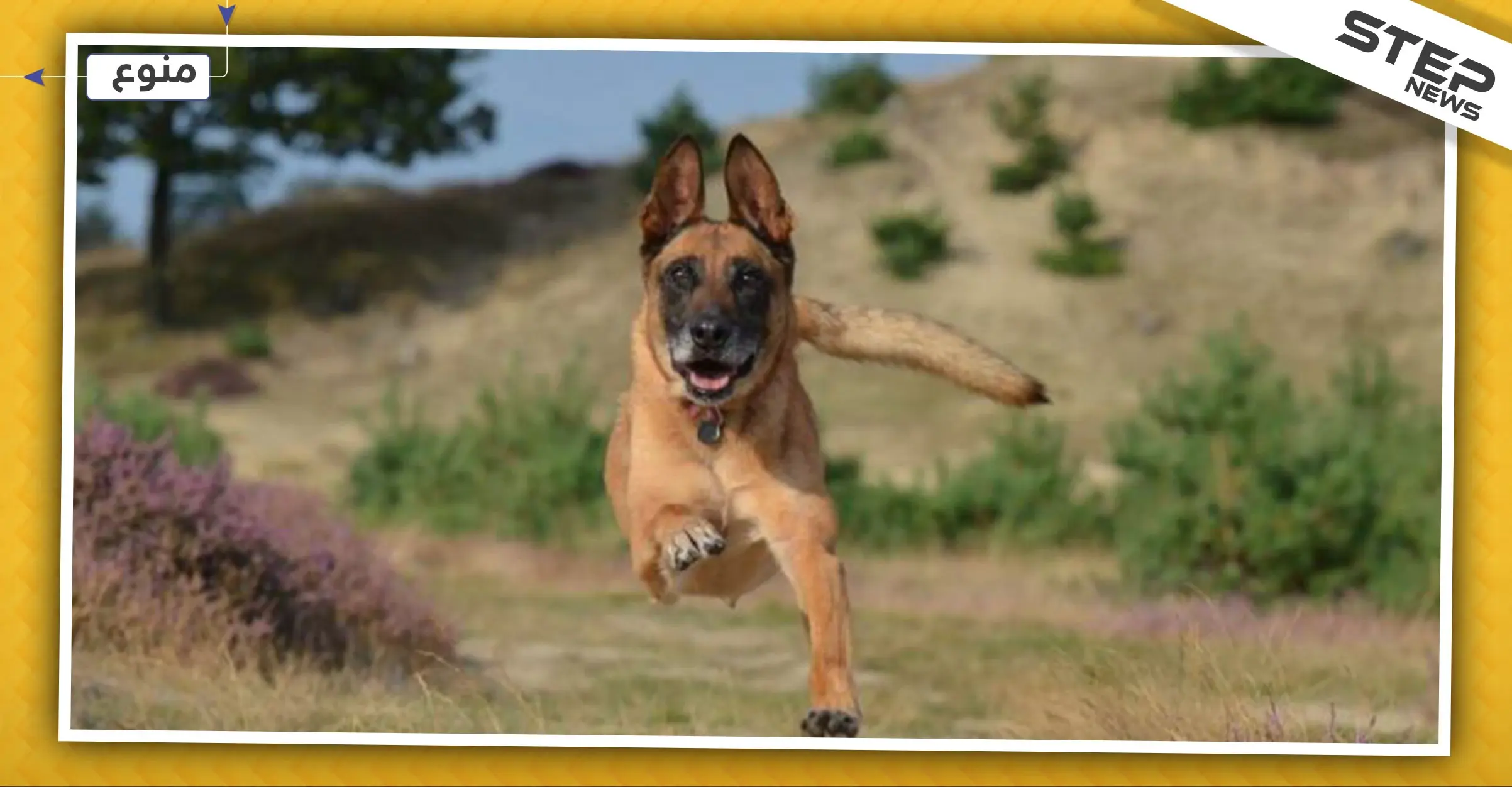 إقبال شديد على اقتناء كلاب من فصيلة "قاتل البغدادي" والخبراء يحذرون: البغدادي