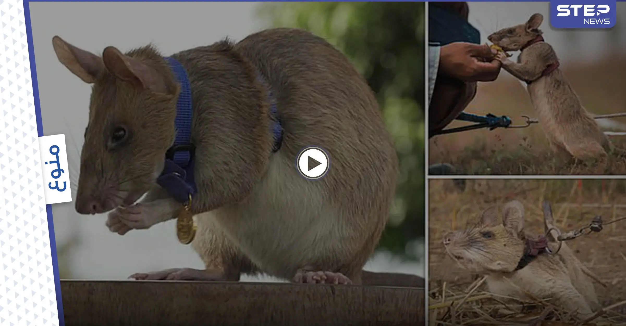 بالفيديو والصور|| الجرذ البطل ماغاوا يكتشف 99 لغماً أرضياً في كمبوديا ويتقاعد بعد سنوات من العمل: بالفيديو