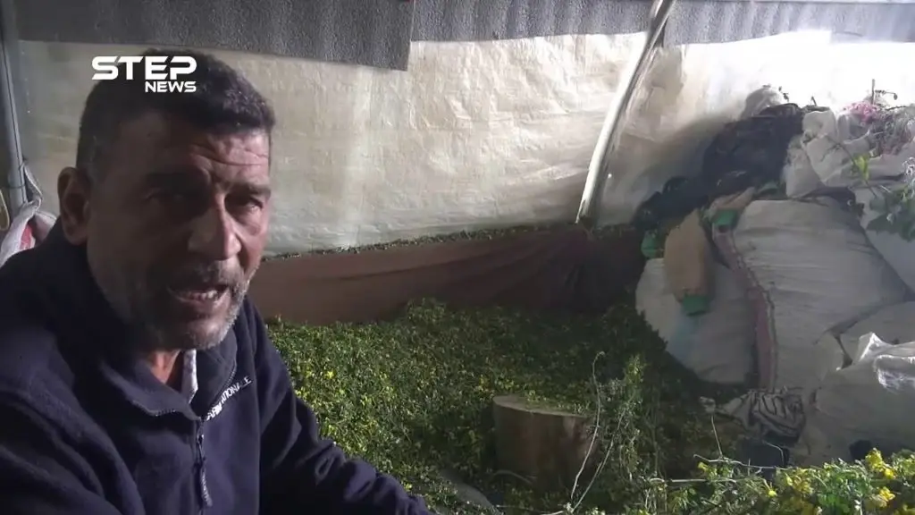 العمل في الأعشاب مهنة تساعد أهالي مخيمات خربة الجوز في ريف جسر الشغور لتأمين لقمة العيش: الفيديو
